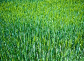 sternenvogelreisen barley