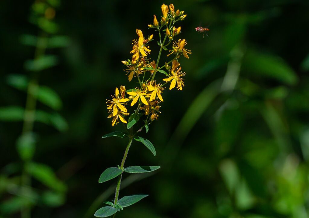 theotherkev agrimony flower