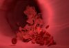 vectordiy red blood cells