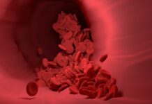 vectordiy red blood cells