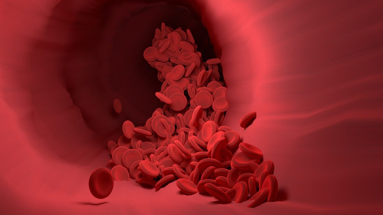 vectordiy red blood cells