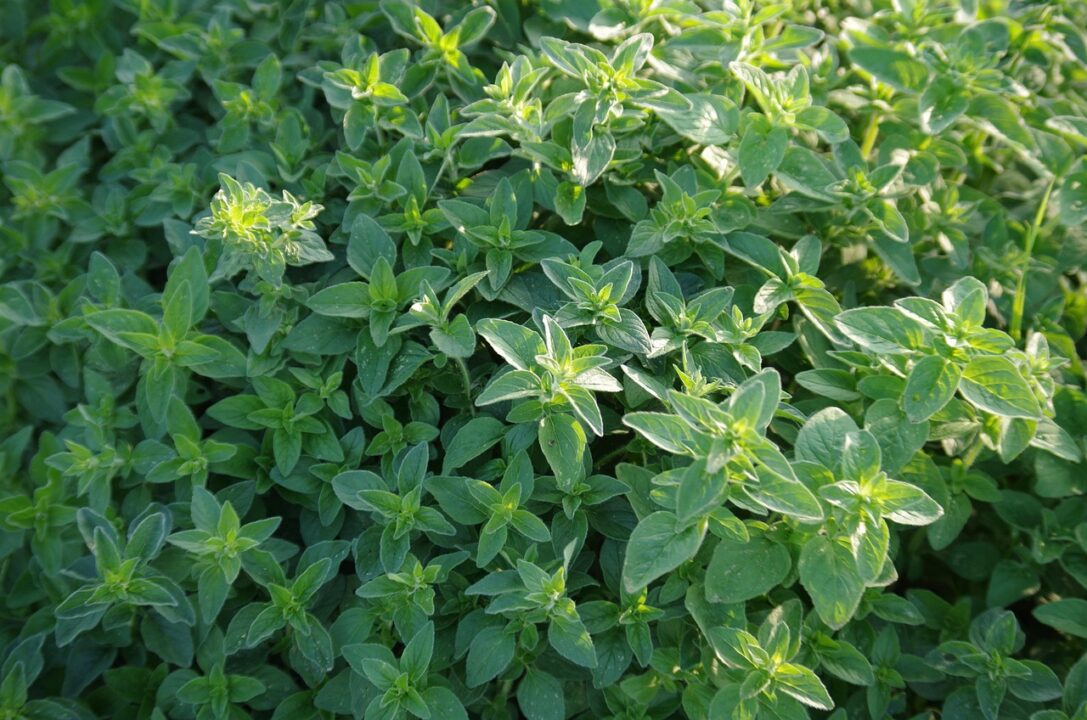 ajale pamajoran