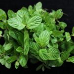 betultiker mint