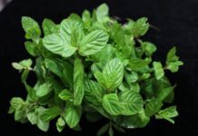 betultiker mint