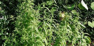citronova verbena