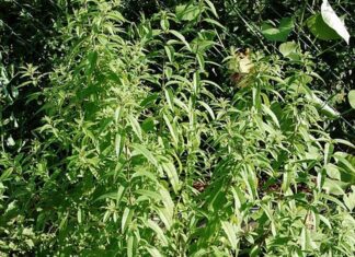 citronova verbena