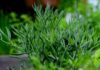 congerdesign fennel ()