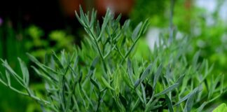 congerdesign fennel ()