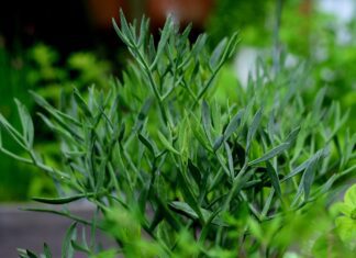 congerdesign fennel ()