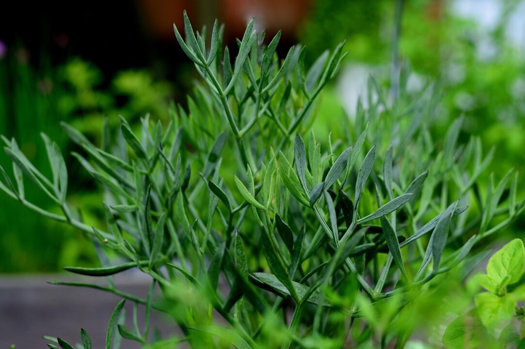 congerdesign fennel ()