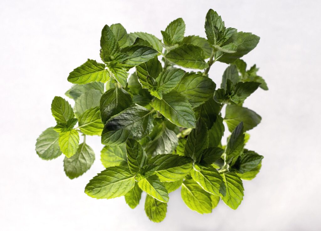 coryclayful plant