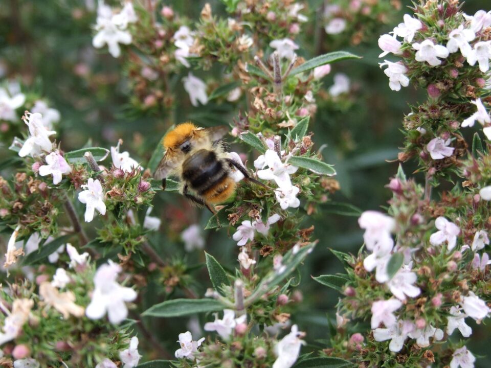 deluna bumble bee