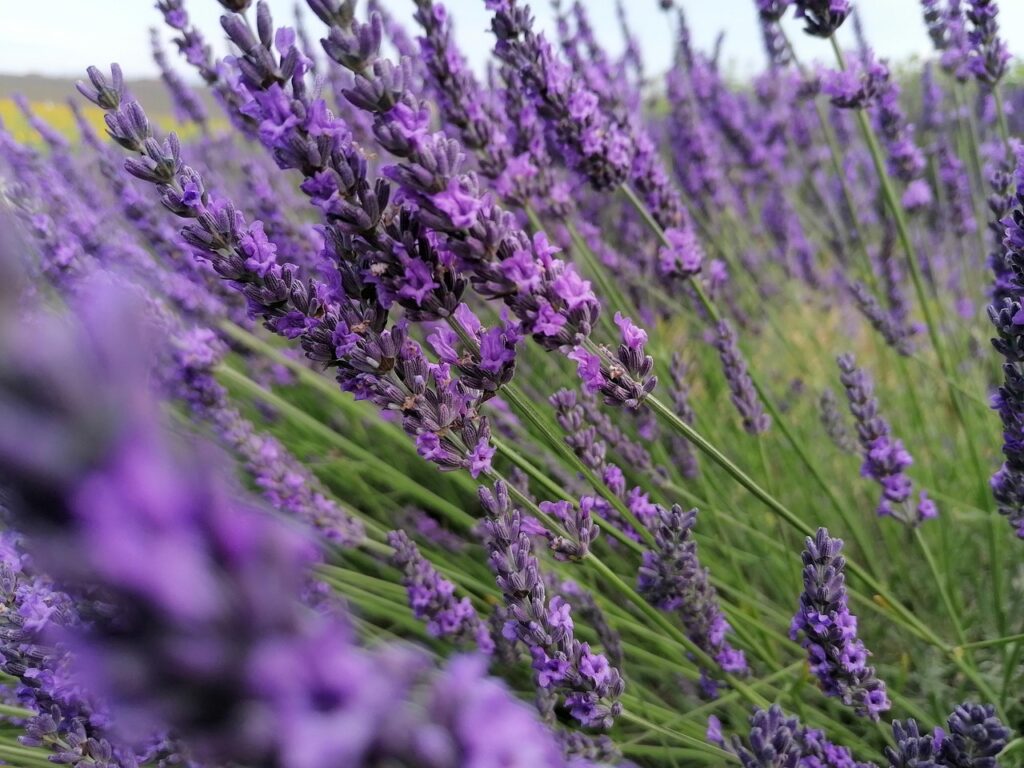 freddieragaas lavander
