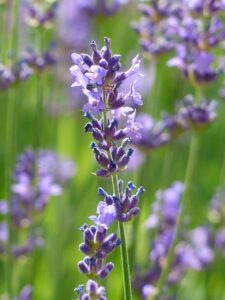 hans lavender
