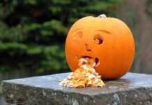 hhach pumpkin