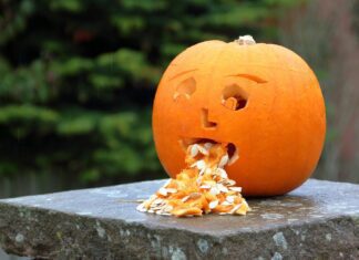 hhach pumpkin