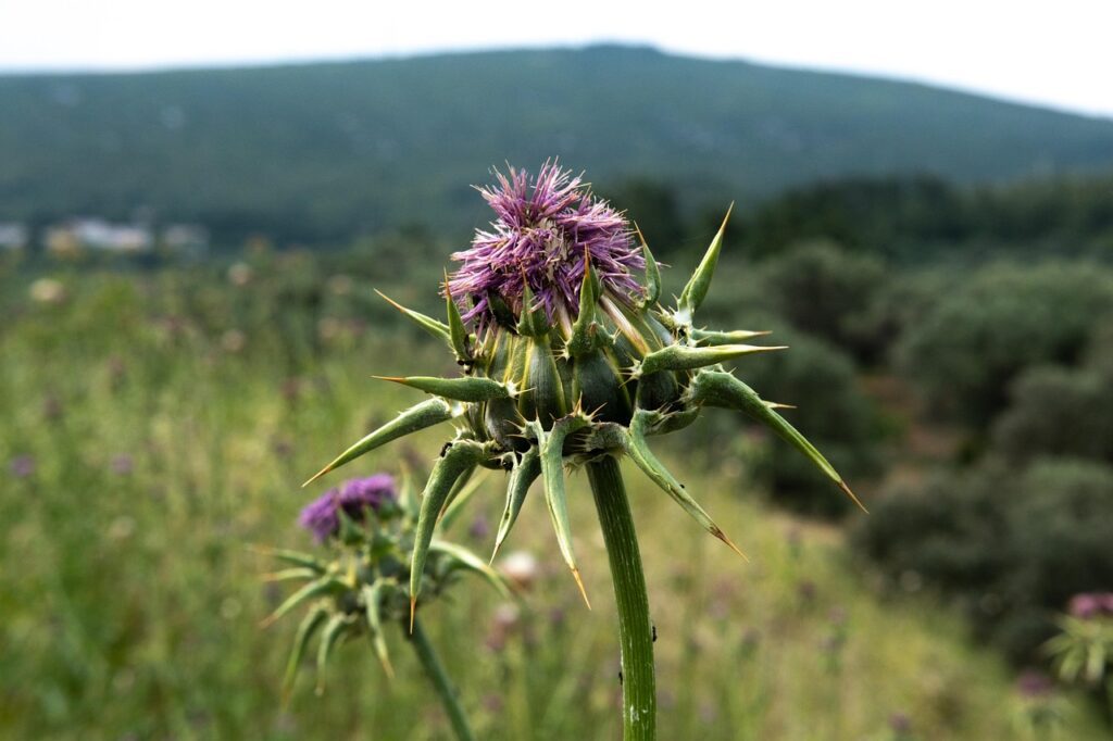izafi milk thistle