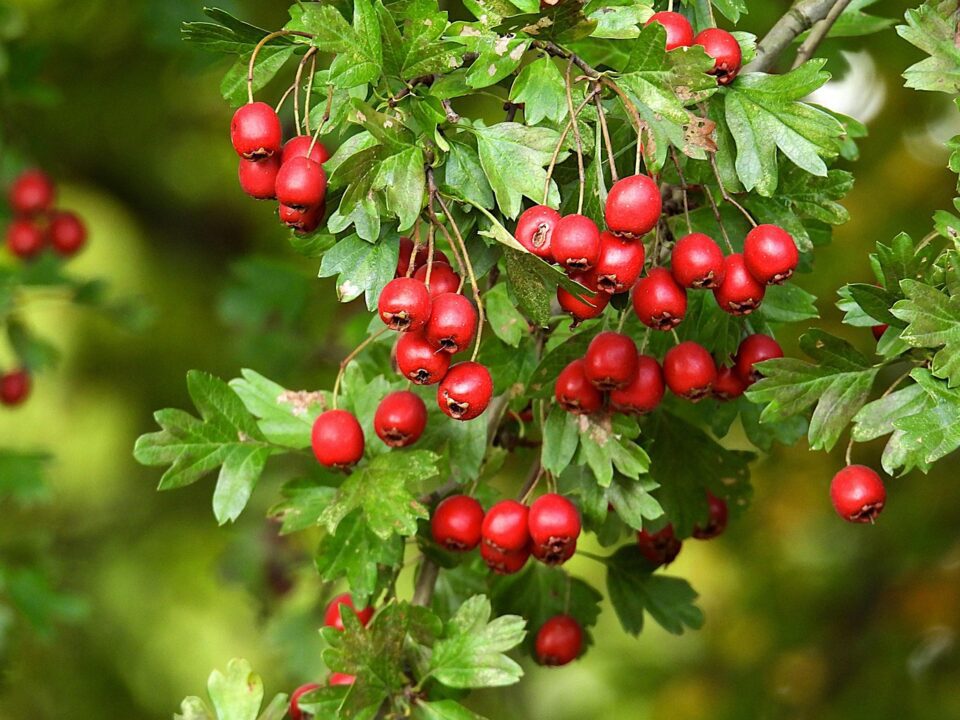 ja crataegus laevigata