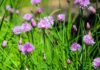 jamesdemers chives