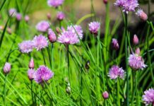 jamesdemers chives