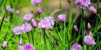 jamesdemers chives