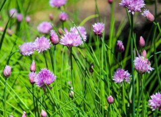 jamesdemers chives