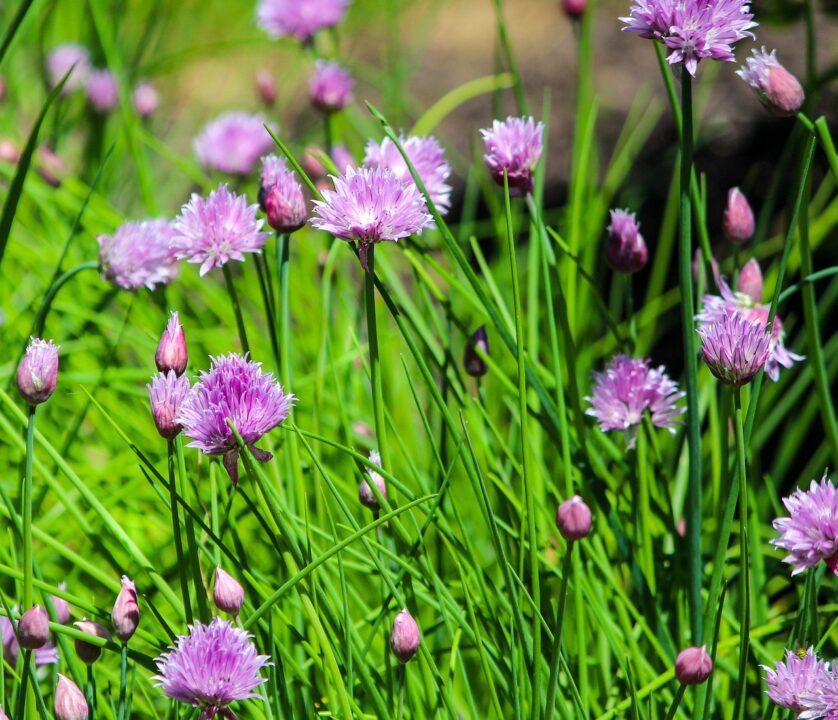 jamesdemers chives