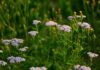 jggrz yarrow