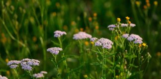 jggrz yarrow