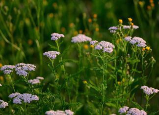 jggrz yarrow