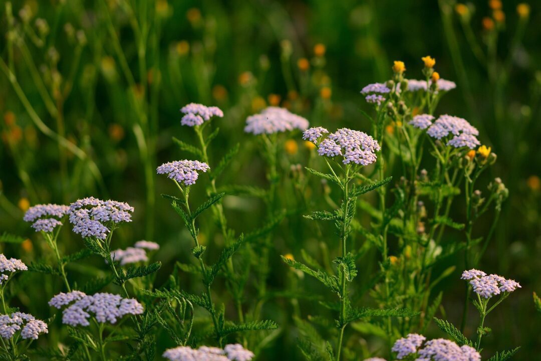 jggrz yarrow