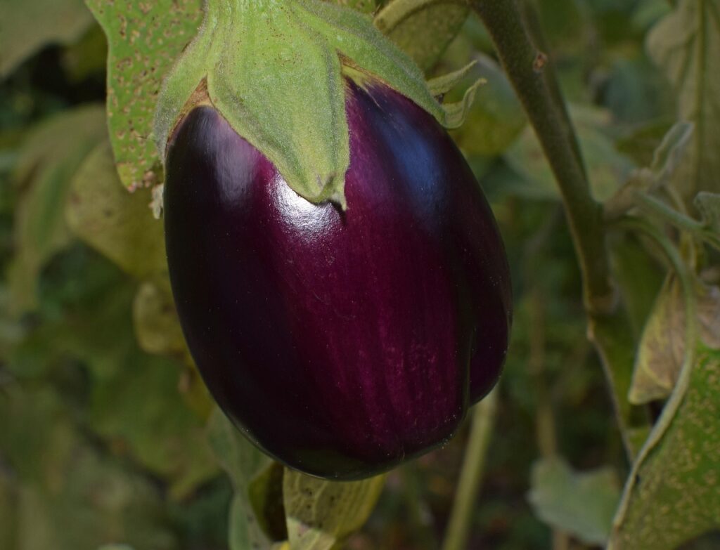 leoleobobeo ripe eggplant