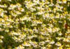 manfredrichter chamomile
