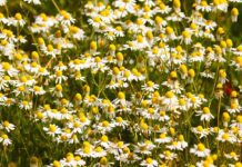 manfredrichter chamomile