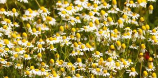 manfredrichter chamomile