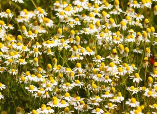 manfredrichter chamomile