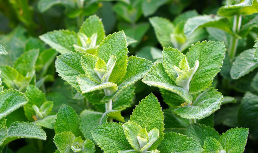 matthiasboeckel mint