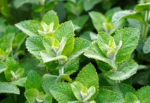 matthiasboeckel mint