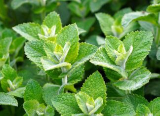 matthiasboeckel mint