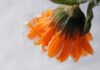 myriams fotos marigold