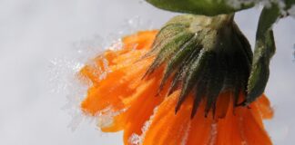 myriams fotos marigold