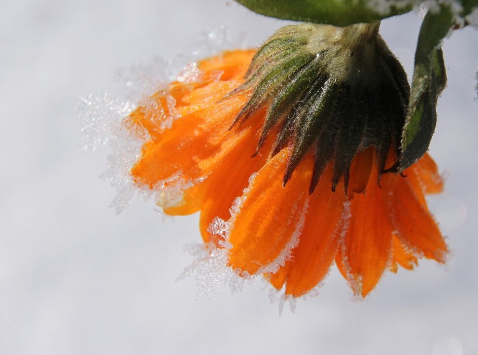 myriams fotos marigold