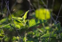 naturepic nettle
