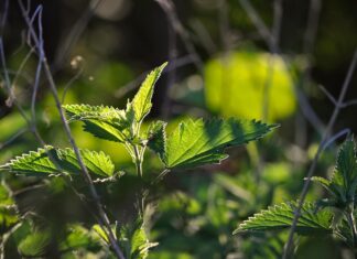 naturepic nettle