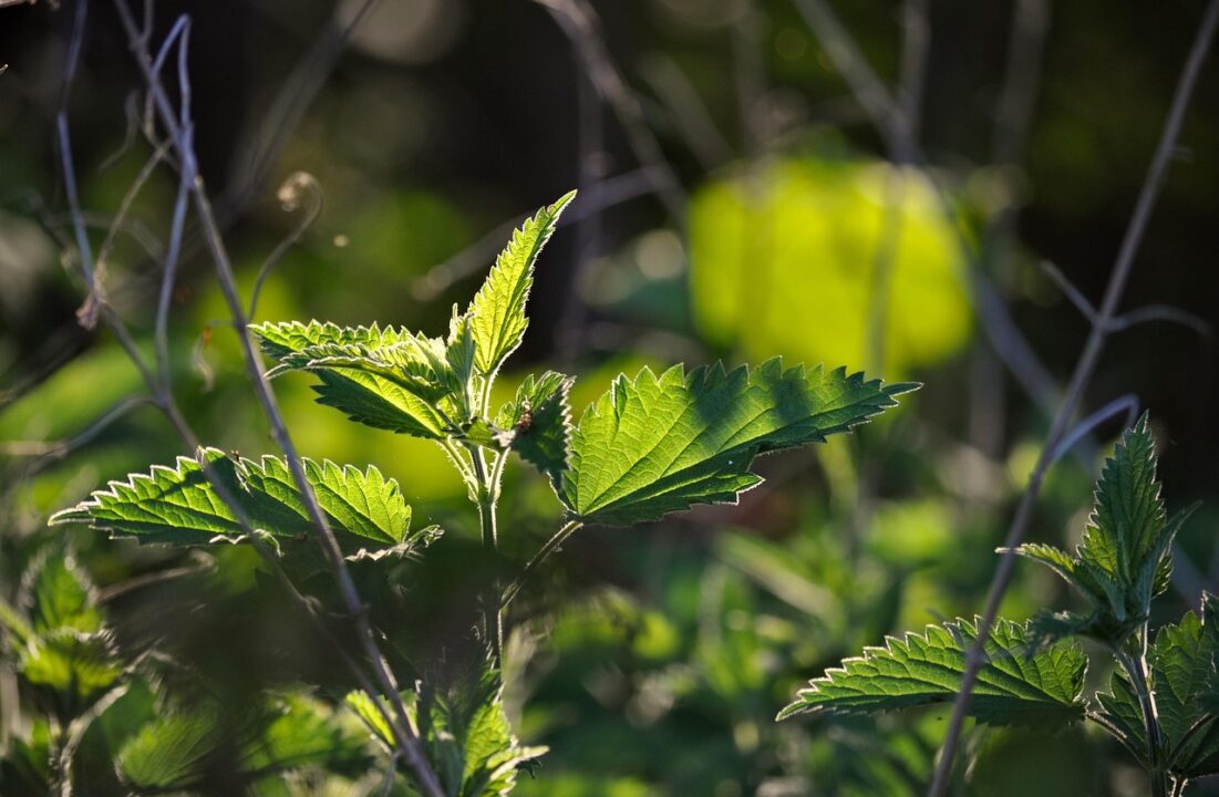 naturepic nettle