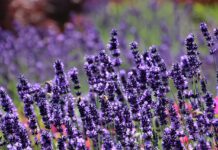 pasja lavender
