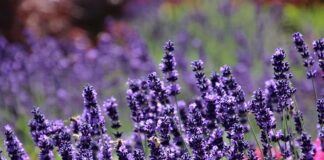 pasja lavender