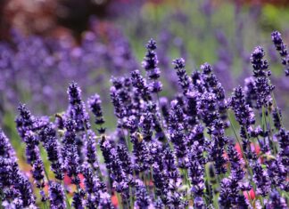 pasja lavender