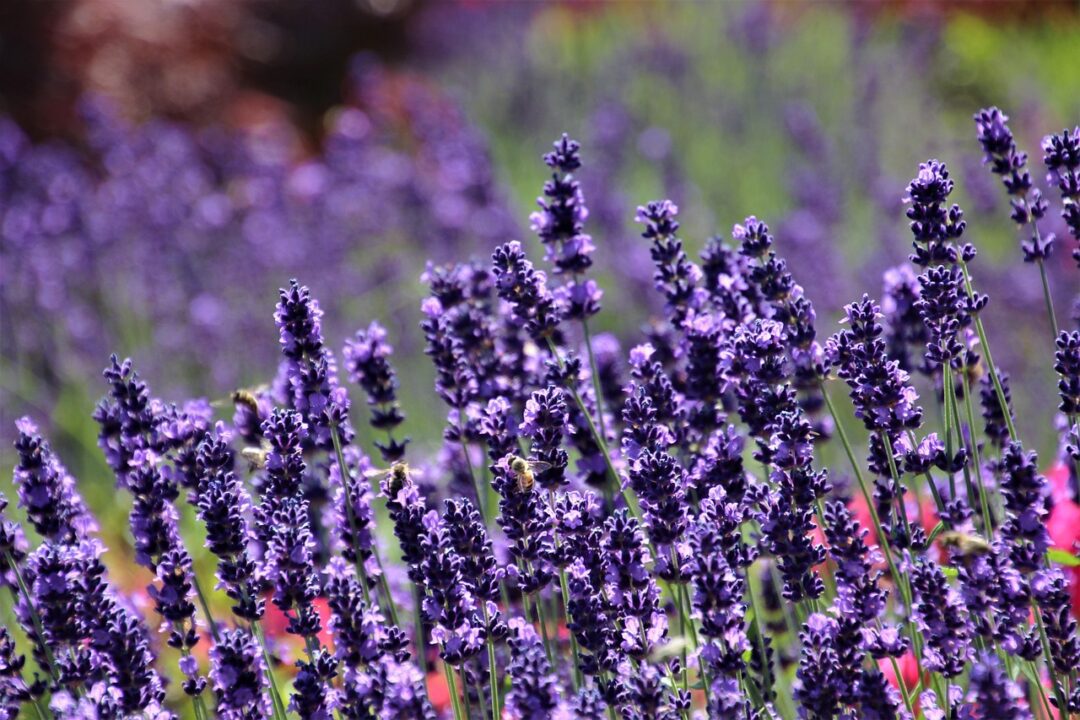 pasja lavender