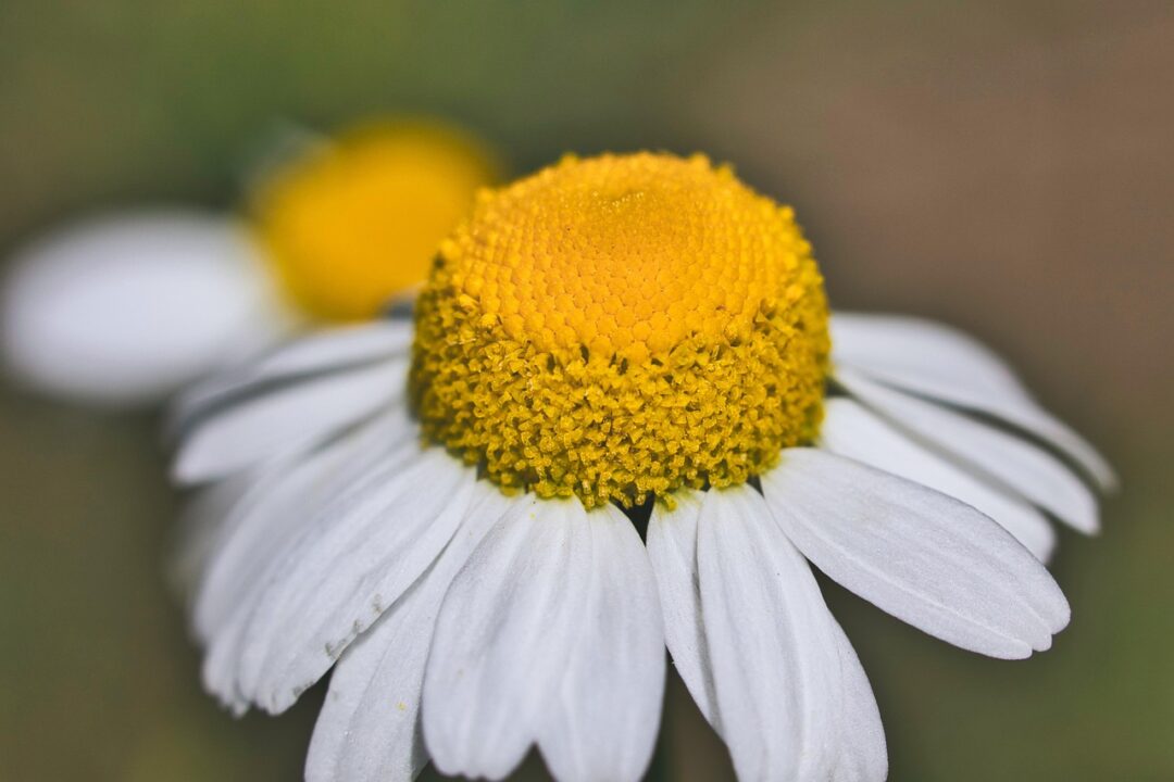 pdimaria chamomile